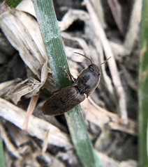 Agriotes sputator