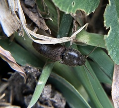 Agriotes sputator