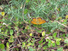 Lycaena 'canterbury common copper'