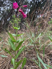 Penstemon triflorus
