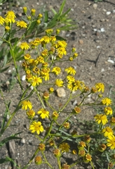 Senecio burchellii