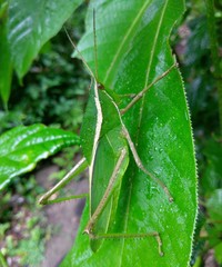 Prionolopha serrata