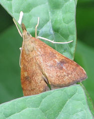 Mnesictena flavidalis