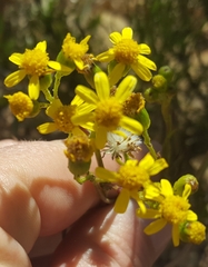Senecio burchellii