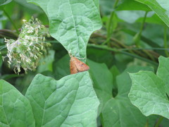 Mnesictena flavidalis