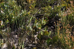 Leucadendron arcuatum