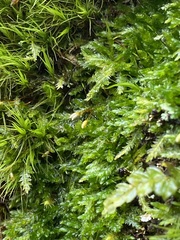 Plagiothecium cavifolium