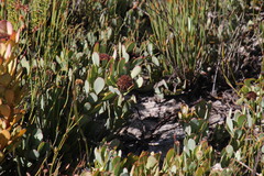 Leucadendron arcuatum