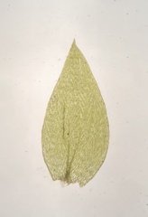 Plagiothecium cavifolium