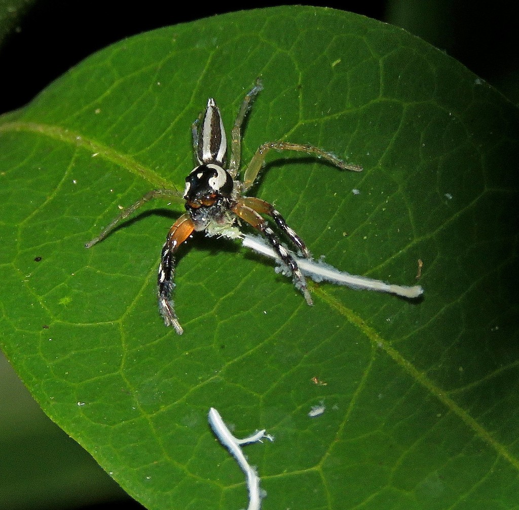 jumping spiders