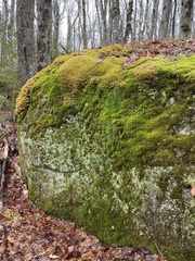 Plagiothecium cavifolium
