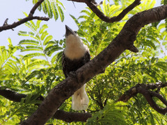 Lybius leucocephalus