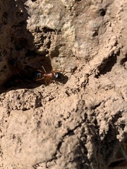 Camponotus vicinus