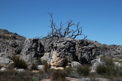 Widdringtonia wallichii