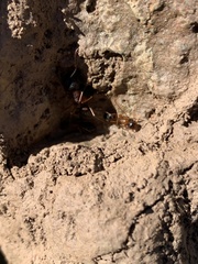Camponotus vicinus
