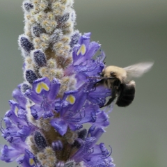 Anthophora abrupta