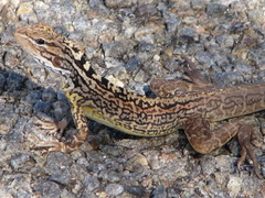 Lozenge-Marked Dragon photo 4