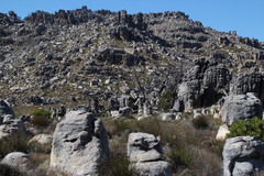 Widdringtonia wallichii