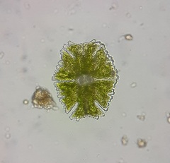 Micrasterias americana