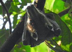 Hypsignathus monstrosus