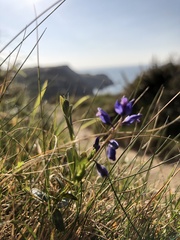 Polygala serpyllifolia