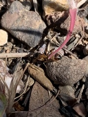 Camponotus semitestaceus
