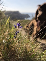 Polygala serpyllifolia