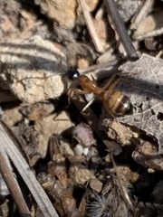 Camponotus semitestaceus
