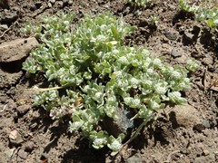 Psilocarphus tenellus