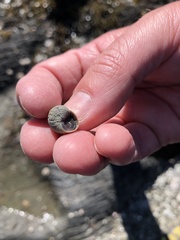 Littorina saxatilis