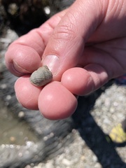 Littorina saxatilis
