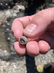 Littorina saxatilis