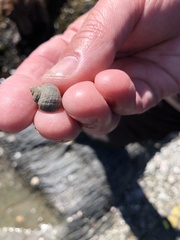 Littorina saxatilis