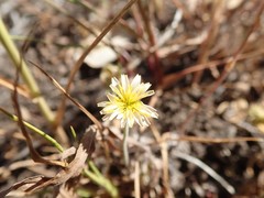 Microseris douglasii