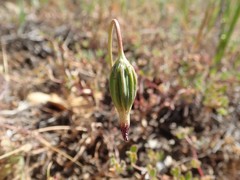 Microseris douglasii