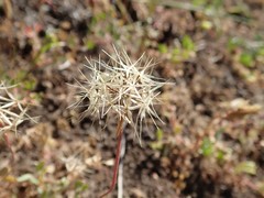 Microseris douglasii