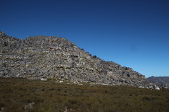 Widdringtonia wallichii