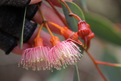 Eucalyptus torquata