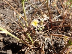 Microseris douglasii