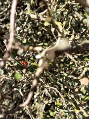 Corokia cotoneaster