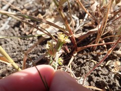 Microseris douglasii