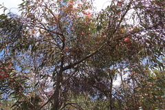 Eucalyptus torquata