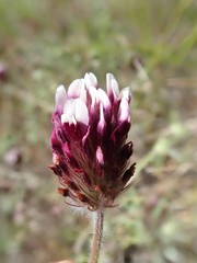 Trifolium dichotomum