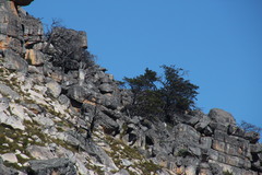 Widdringtonia wallichii