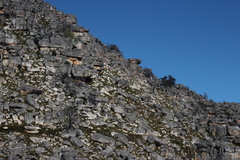 Widdringtonia wallichii