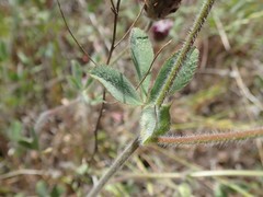 Trifolium dichotomum
