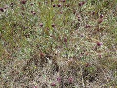 Trifolium dichotomum