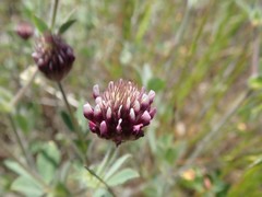 Trifolium dichotomum