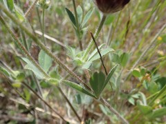 Trifolium dichotomum