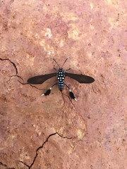 Horama plumipes